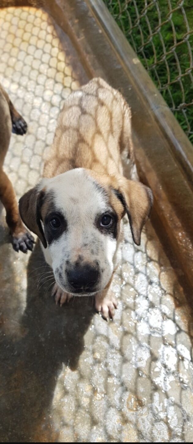 Pet of the Week: Berry